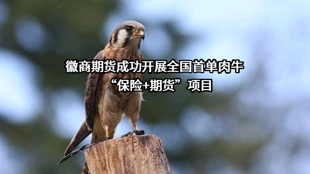 安粮期货股份有限公司